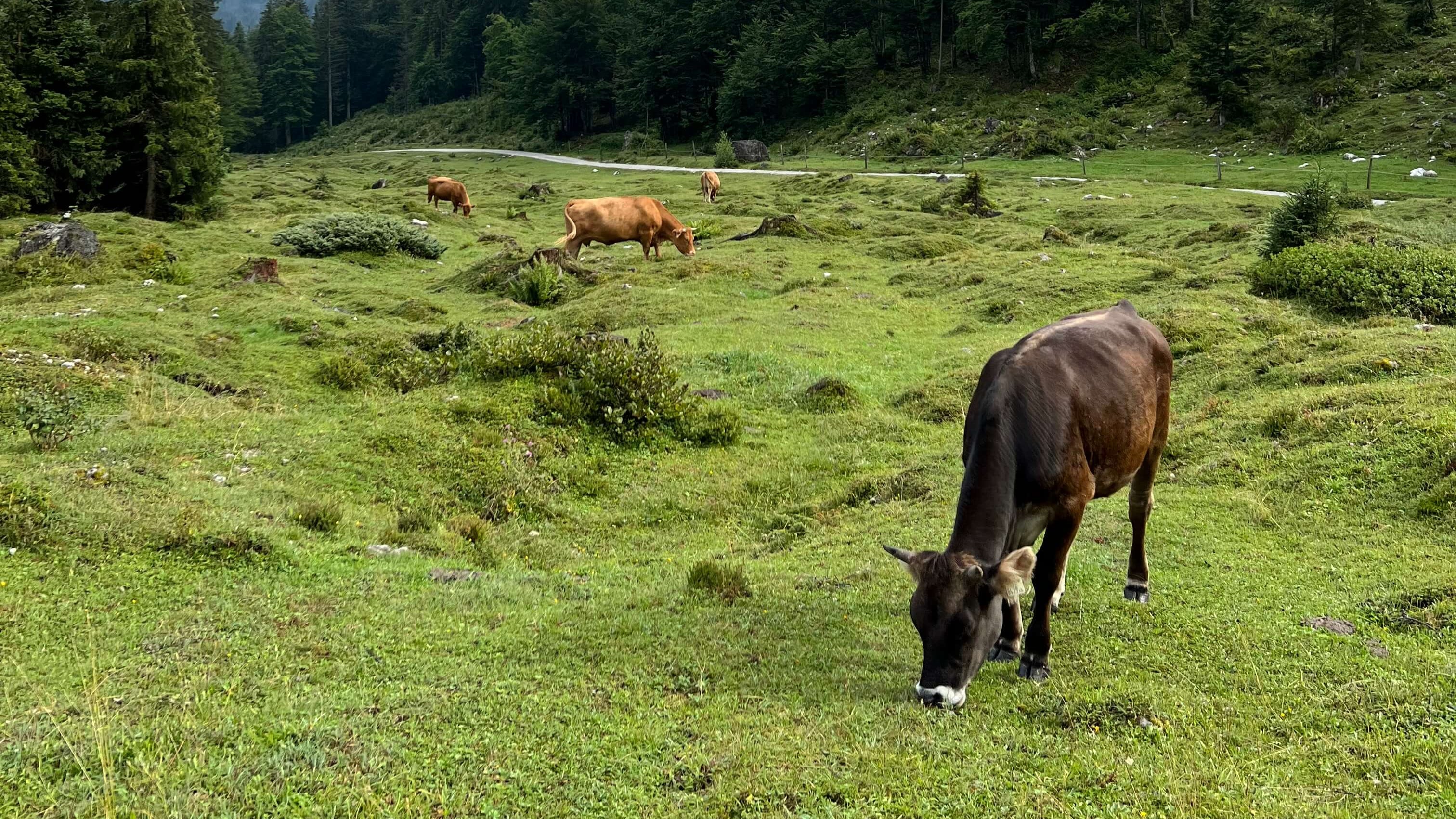 Krowa na pastwisku, zrównoważone rolnictwo, etyczne pozyskiwanie składników, troska o ekosystem i dobrostan zwierząt